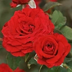 'Joyful Anniversary' Shrub Rose