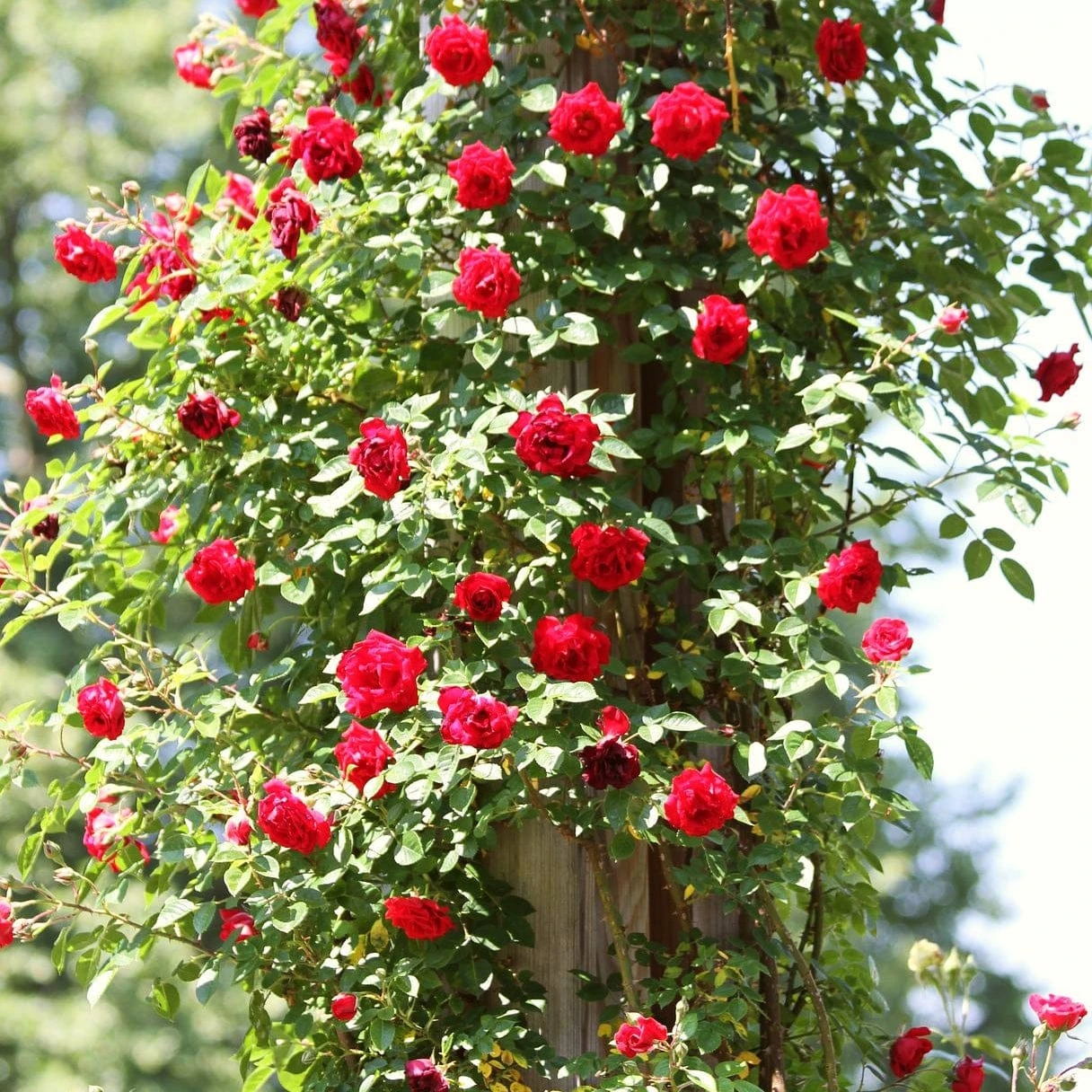 'Don Juan' Climbing Rose 1 'Don Juan' Climbing Rose