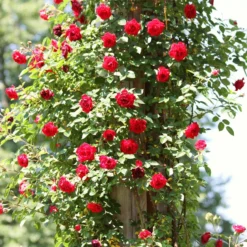 Repeat Flowering Climbing Rose Collection -Plant Promotion Shop SHR0069 4 9ae142bb fe7a 4856 a256 ba093ca98e65