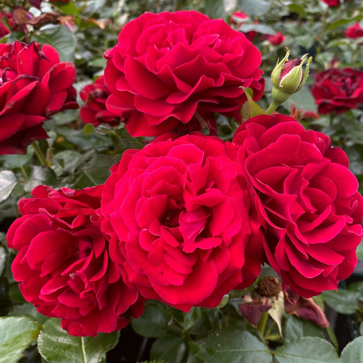 'Hallie Bella®' Shrub Rose 1 'Hallie Bella®' Shrub Rose