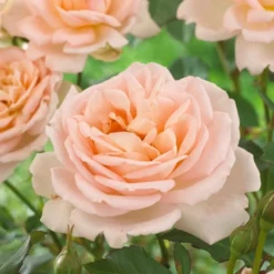 'Clair Renaissance®' Shrub Rose -Plant Promotion Shop SHR0073 2
