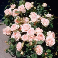 'Clair Renaissance®' Shrub Rose -Plant Promotion Shop SHR0073 3