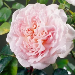 'Clair Renaissance®' Shrub Rose -Plant Promotion Shop SHR0073 4