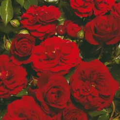 'Farruca Courtyard®' Climbing Rose