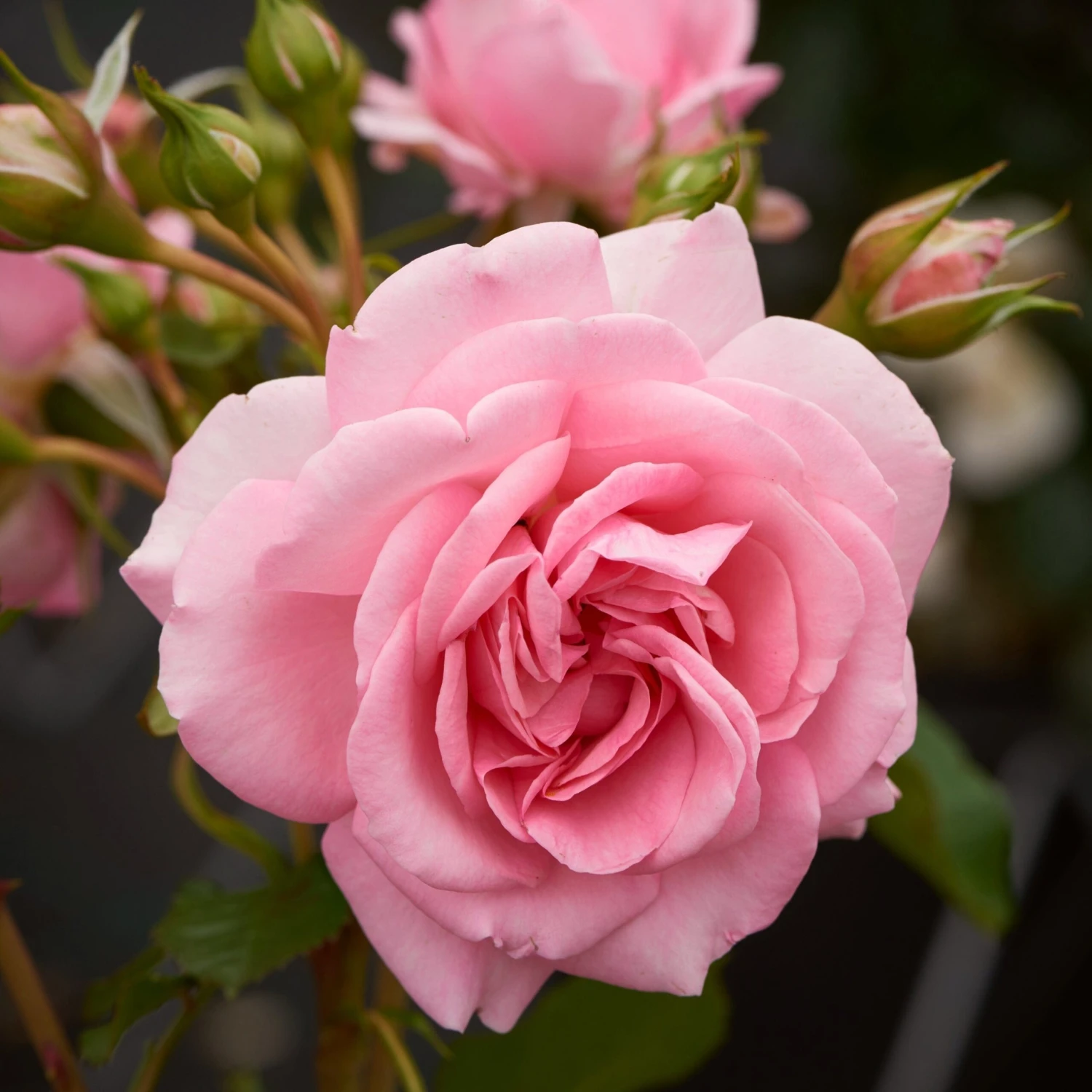 'Mamma Mia Courtyard®' Climbing Rose 1 'Mamma Mia Courtyard®' Climbing Rose