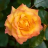 'Redova Courtyard®' Climbing Rose