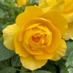 Shrub Rose Collection | Roses For The Border -Plant Promotion Shop SHR0083 1 1 scaled