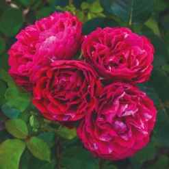 'Raspberry Ripple®' Shrub Rose