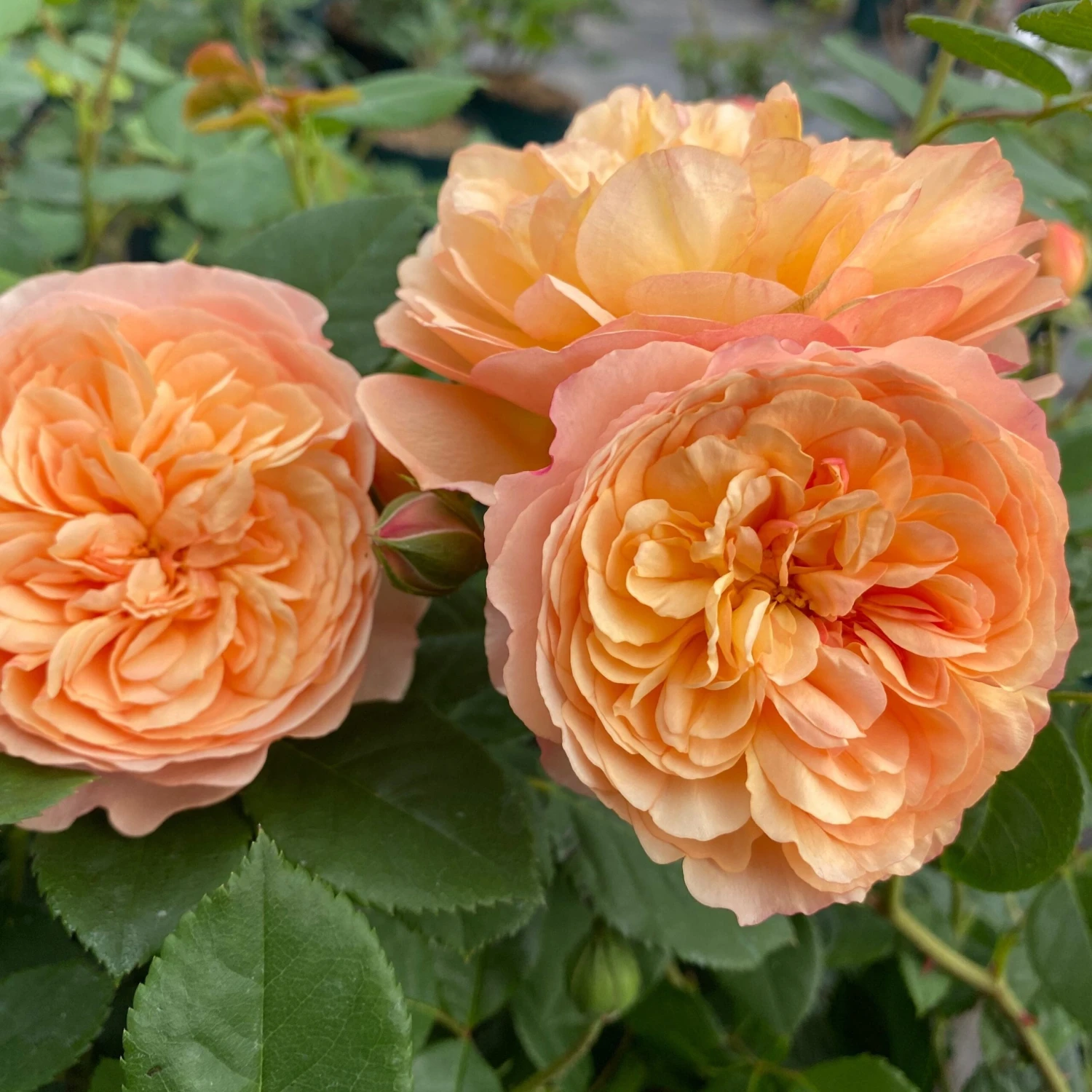 'Mia Bella®' Shrub Rose 1 'Mia Bella®' Shrub Rose