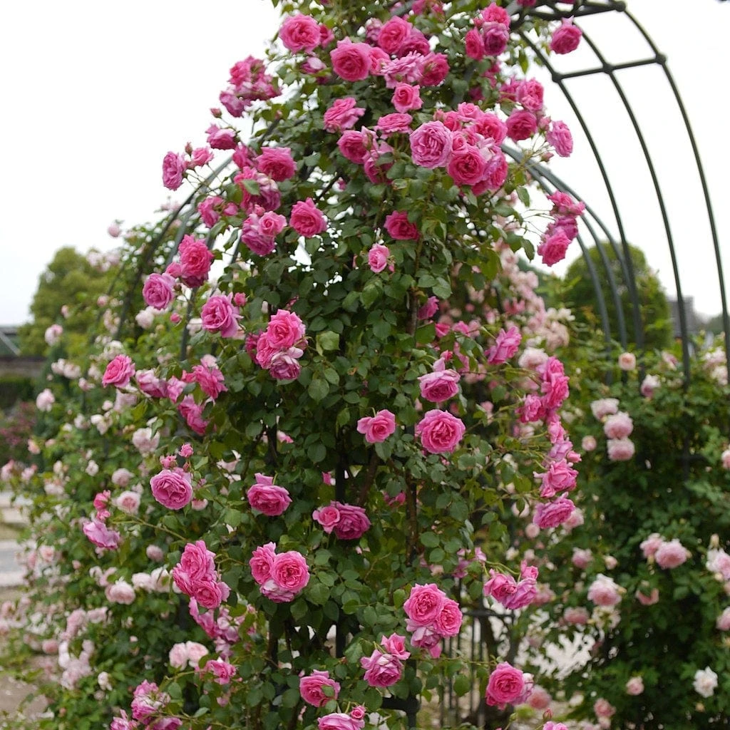 'Parade' Climbing Rose 1 'Parade' Climbing Rose