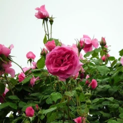 'Parade' Climbing Rose 7 'Parade' Climbing Rose -Plant Promotion Shop SHR0091 3