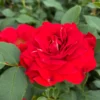 'Jewel In The Crown®' Shrub Rose