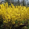 Golden Bells | Forsythia Intermedia 'Spectabilis'