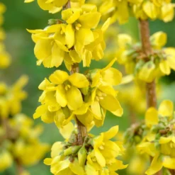 Best Mixed Coastal Hedging | Growers' Choice 11 Best Mixed Coastal Hedging | Growers' Choice -Plant Promotion Shop SHR0170 2 fde99b14 469a 4421 bfc4 bb3b9d44308d