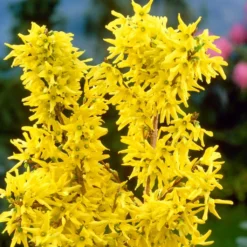 Golden Bells | Forsythia Intermedia 'Spectabilis' -Plant Promotion Shop SHR0170 3