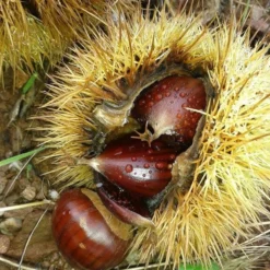 A Completely Edible Hedge | 3/5/10/20m Packs -Plant Promotion Shop SHR0200 8 3afe6535 a52c 4968 8fef 9534dc43ae3c