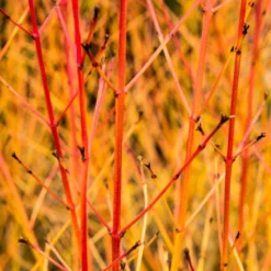 Livestock Friendly Farm Hedging | Growers' Choice | BN11 Compliant 13 Livestock Friendly Farm Hedging | Growers' Choice | BN11 Compliant -Plant Promotion Shop SHR0205 1 acb46d59 63e6 4f13 9f3c da245b8922f1