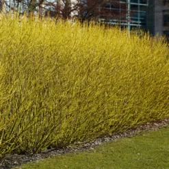 Best Value Cornus Collection | Winter Hedging 11 Best Value Cornus Collection | Winter Hedging -Plant Promotion Shop SHR0207 3 b70f8cab 3fbc 4fea b2ed c8df511ce172