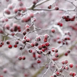 All Seasons Hedging | Growers' Choice -Plant Promotion Shop SHR0210 6 db006dde e232 40fc a1d6 5d61d21e7bf3