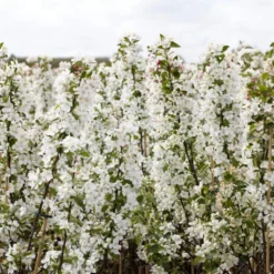 Ultimate Flowering Hedge | Growers' Choice -Plant Promotion Shop SHR0229 2 bf771328 6098 4068 b17a f9cc722a3908