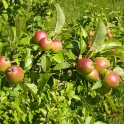 All Seasons Hedging | Growers' Choice -Plant Promotion Shop SHR0229 6 d11146dc 1340 42da b37c 8c79d5a56dd2