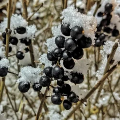 A Completely Edible Hedge | 3/5/10/20m Packs -Plant Promotion Shop SHR0240 4 ff6bfad9 d4da 4434 a40c 6aa7c3306443