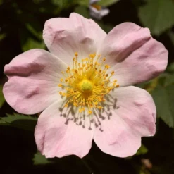 Ultimate Flowering Hedge | Growers' Choice -Plant Promotion Shop SHR0246 1