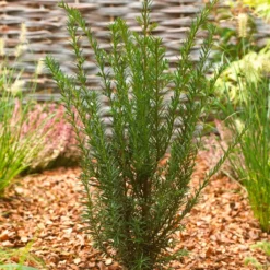 Common Yew | Taxus Baccata 11 Common Yew | Taxus Baccata -Plant Promotion Shop SHR0261 2