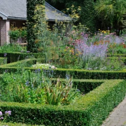 Common Yew | Taxus Baccata 12 Common Yew | Taxus Baccata -Plant Promotion Shop SHR0261 3