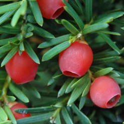 Common Yew | Taxus Baccata 13 Common Yew | Taxus Baccata -Plant Promotion Shop SHR0261 4