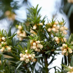 Common Yew | Taxus Baccata 10 Common Yew | Taxus Baccata -Plant Promotion Shop SHR0261 6