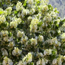 Fast Growing Evergreen Hedging Wildlife Mix | Growers' Choice 15 Fast Growing Evergreen Hedging Wildlife Mix | Growers' Choice -Plant Promotion Shop SHR0263 4 e126b2d1 241b 466a 847e 12cdb3686ee0