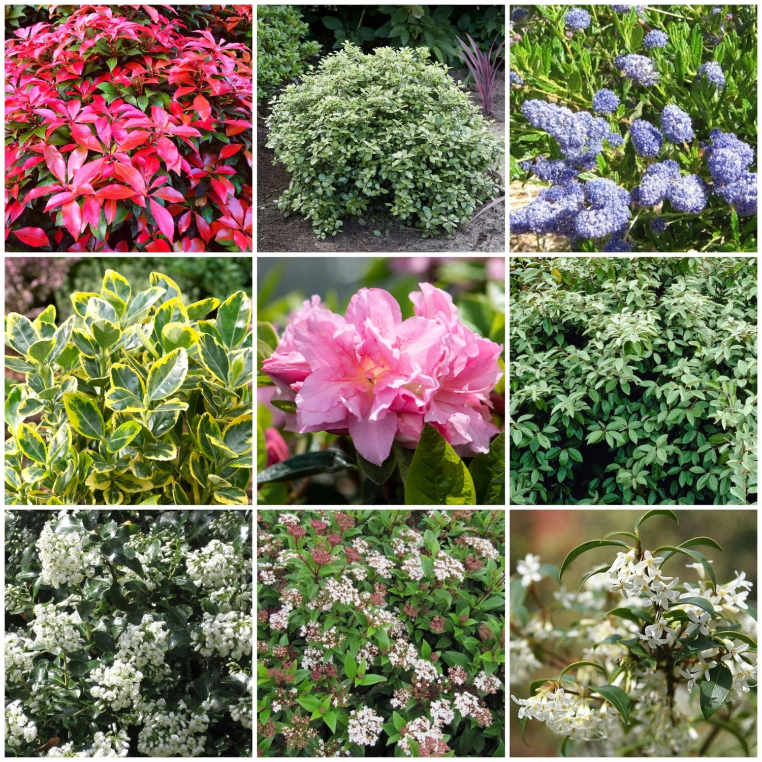 Best Evergreen Shrubs 1 Best Evergreen Shrubs
