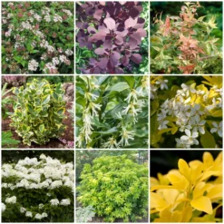 Best Shrubs For Borders