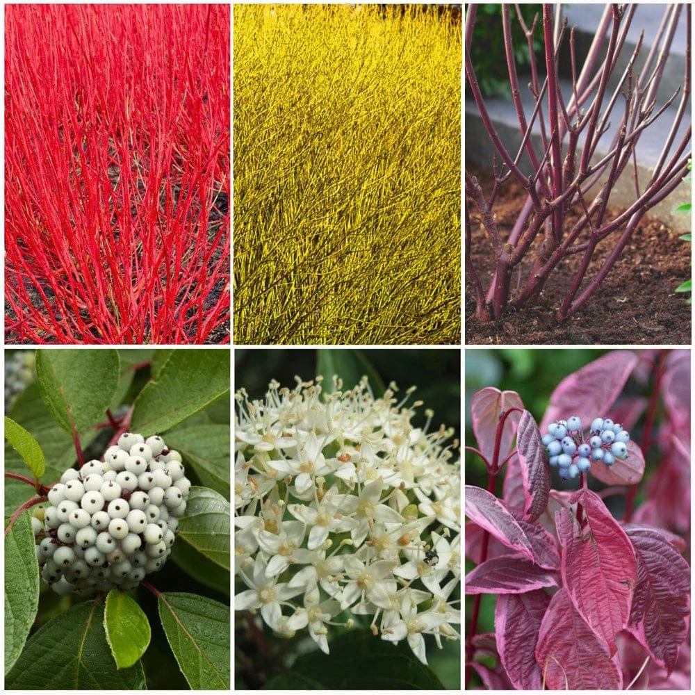 Best Value Cornus Collection | Winter Hedging 1 Best Value Cornus Collection | Winter Hedging