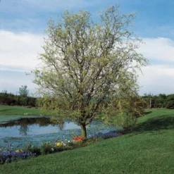 Corkscrew Willow | Salix Matsudana 'Tortuosa'