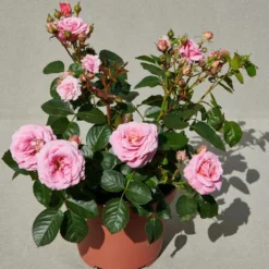 'Palace Tabor' Patio Shrub Rose -Plant Promotion Shop Tabor Palace Poulpal104 N 3