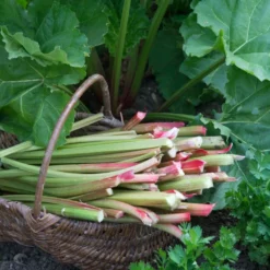 Full Season Rhubarb Collection -Plant Promotion Shop VEG0173 1 aa876d4d ee75 42cd 851d 43a214dc5cb2