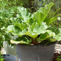Full Season Rhubarb Collection -Plant Promotion Shop VEG0179 1 f41e58e5 b8bc 4803 a43e 1691f170b061