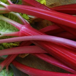Full Season Rhubarb Collection -Plant Promotion Shop VEG0179 2 ee10ba25 a25e 48e9 9e72 1c0d320a2add