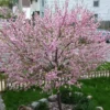 'Princess' Almond Tree | Prunus Dulcis