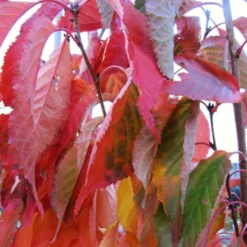 Flagpole Cherry Blossom Tree | Prunus Amanogawa -Plant Promotion Shop amanogawaautumn