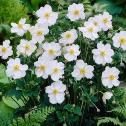 Anemone 'Honorine Jobert'