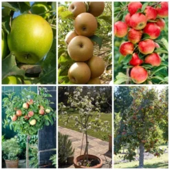 Best Apple Trees For Any Purpose | Growers' Choice