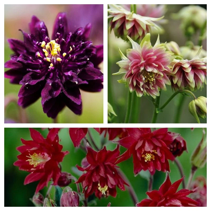 Aquilegia Barlow Collection 1 Aquilegia Barlow Collection