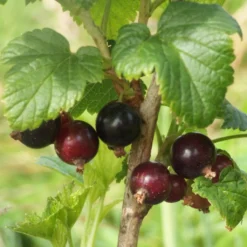 Big Ben Blackcurrant Bush -Plant Promotion Shop bigben 3