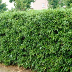 Green Bamboo | Phyllostachys Bisettii -Plant Promotion Shop bissetiibamboo 2