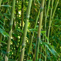 Green Bamboo | Phyllostachys Bisettii