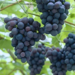 'Black Hamburgh' Indoor Grape Vine 5 'Black Hamburgh' Indoor Grape Vine -Plant Promotion Shop black hamburg