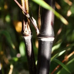 Black Bamboo | Phyllostachys Nigra 8 Black Bamboo | Phyllostachys Nigra -Plant Promotion Shop blackbamboo 1